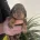 Dachshund (Miniature Smooth Haired)