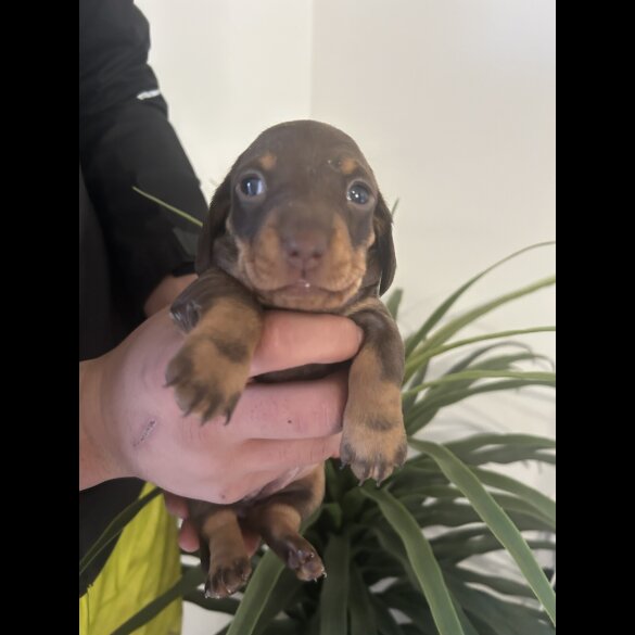 Dachshund (Miniature Smooth Haired)