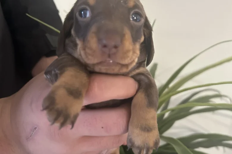 Dachshund (Miniature Smooth Haired)