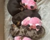 Dachshund (Miniature Smooth Haired)