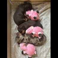 Dachshund (Miniature Smooth Haired)