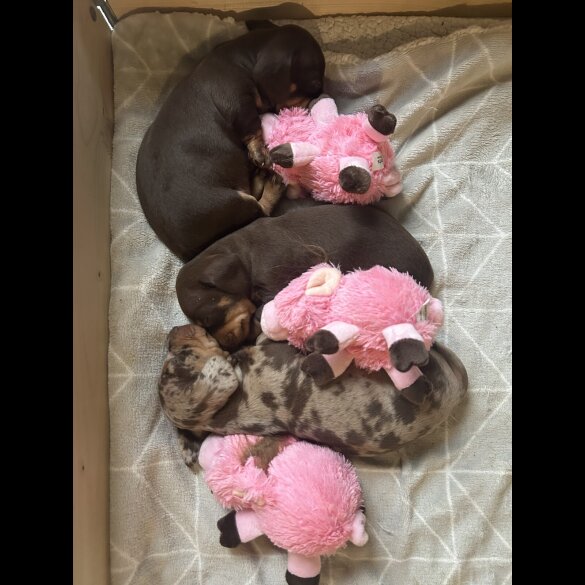 Dachshund (Miniature Smooth Haired)