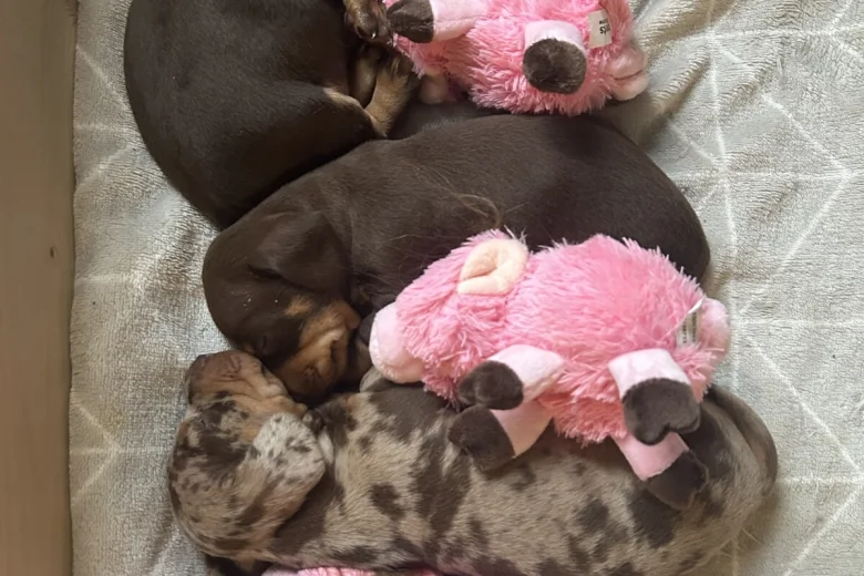 Dachshund (Miniature Smooth Haired)