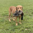 Labrador Retriever