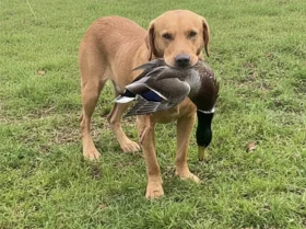 Labrador Retriever