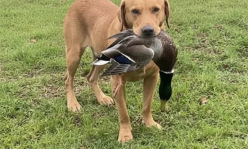 Labrador Retriever