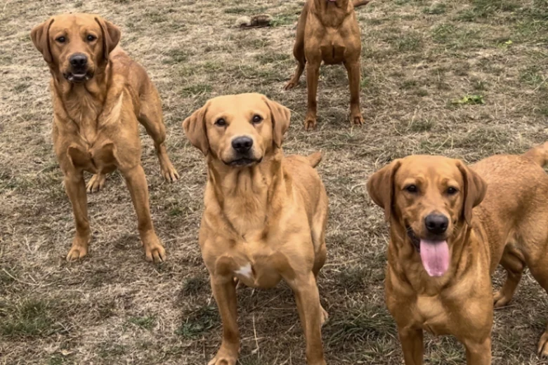 Labrador Retriever
