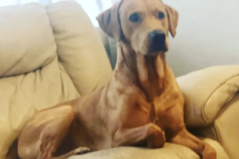 Labrador Retriever