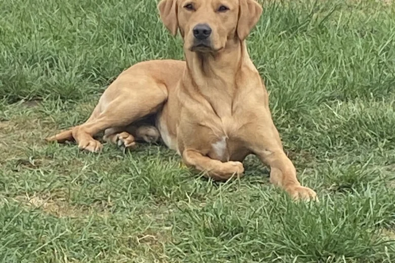 Labrador Retriever