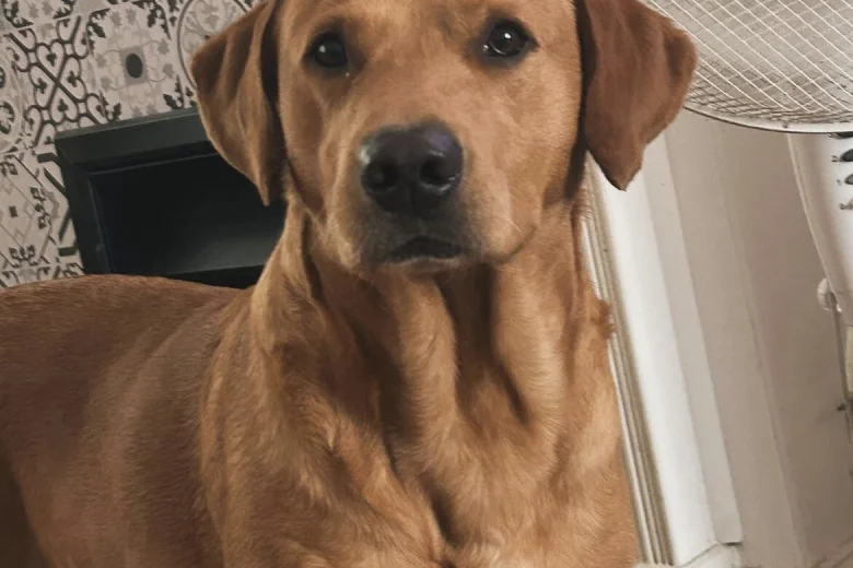 Labrador Retriever
