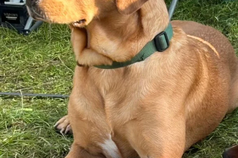 Labrador Retriever