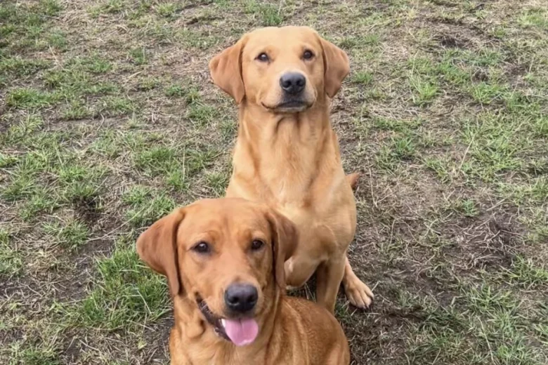 Labrador Retriever