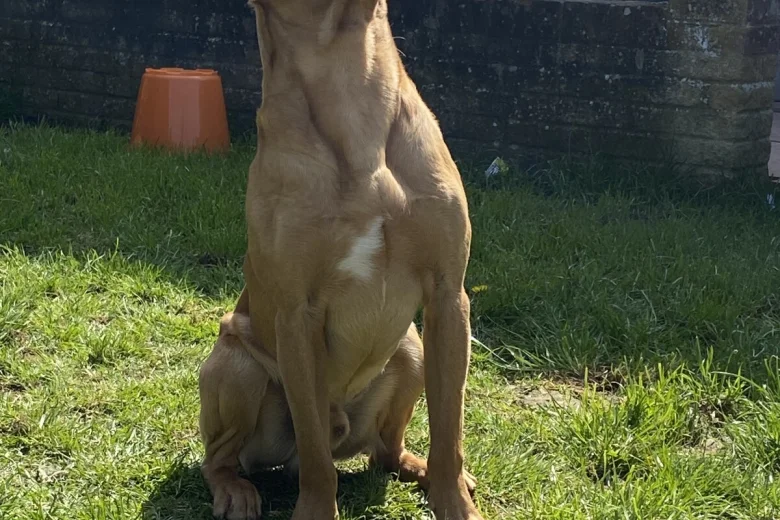 Labrador Retriever