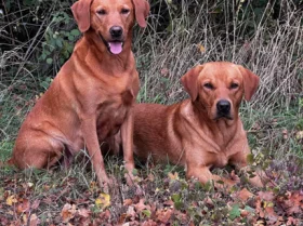Labrador Retriever