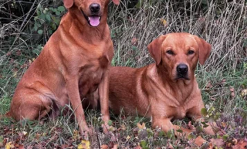 Labrador Retriever
