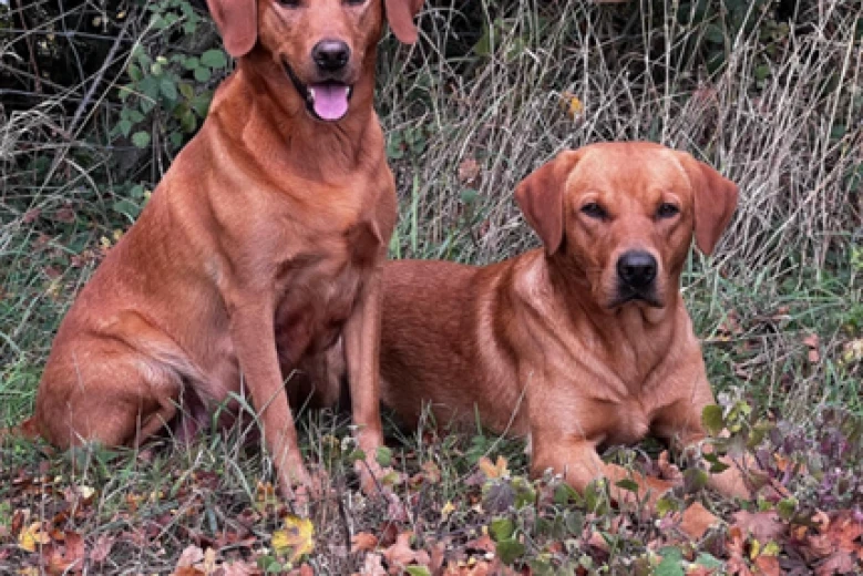 Labrador Retriever