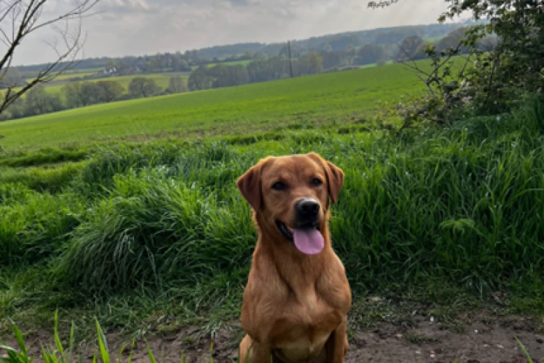Labrador Retriever