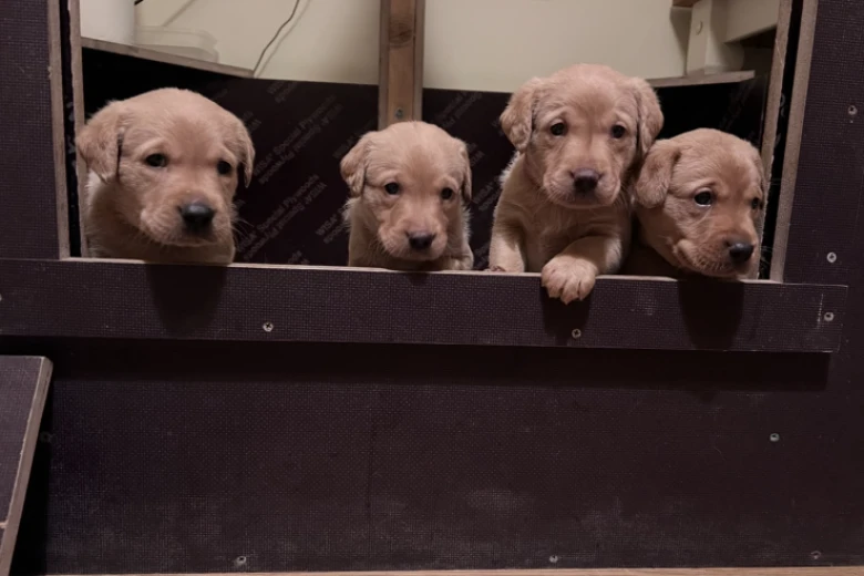 Labrador Retriever