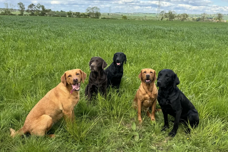 Labrador Retriever