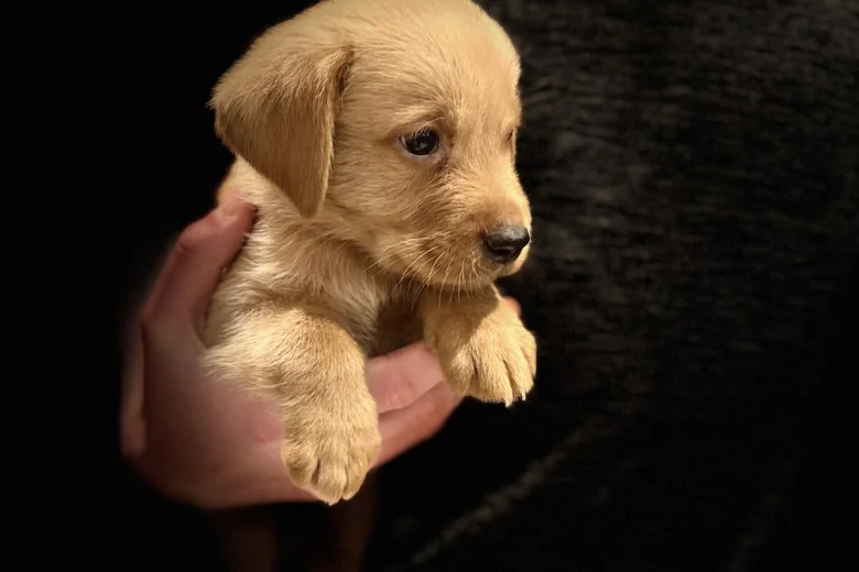 Labrador Retriever