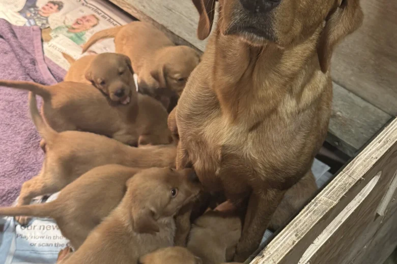 Labrador Retriever