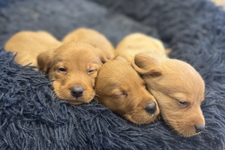 Labrador Retriever