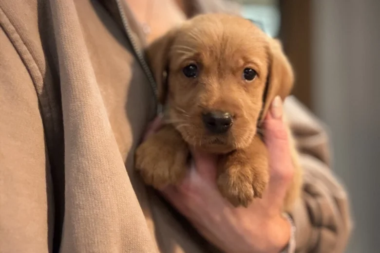 Labrador Retriever