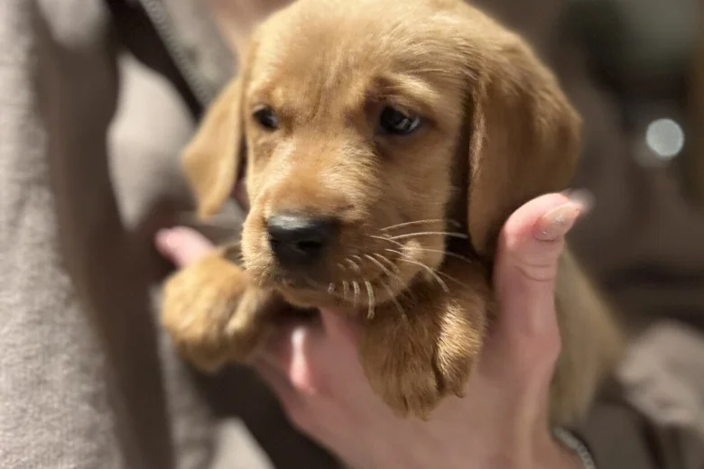 Labrador Retriever