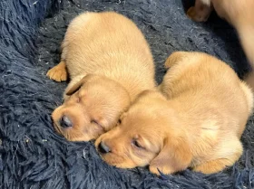 Labrador Retriever