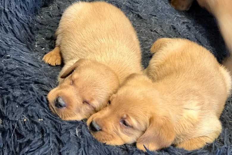 Labrador Retriever