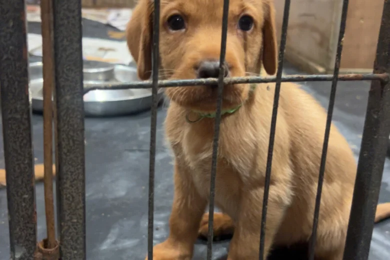 Labrador Retriever