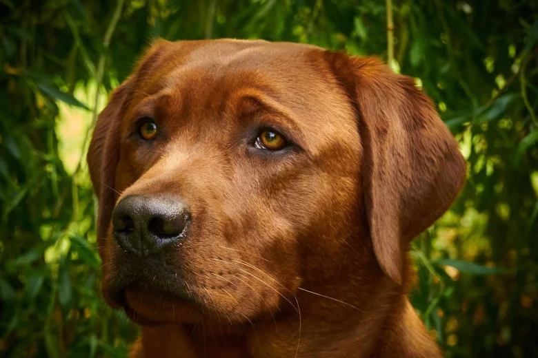 Labrador Retriever