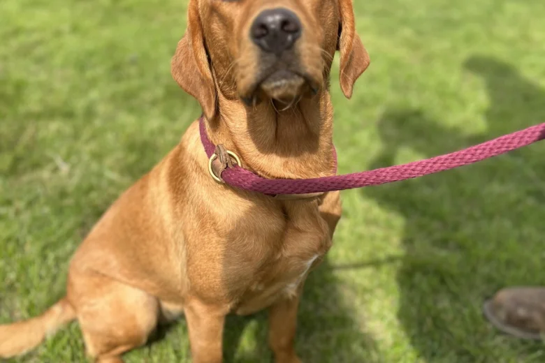 Labrador Retriever
