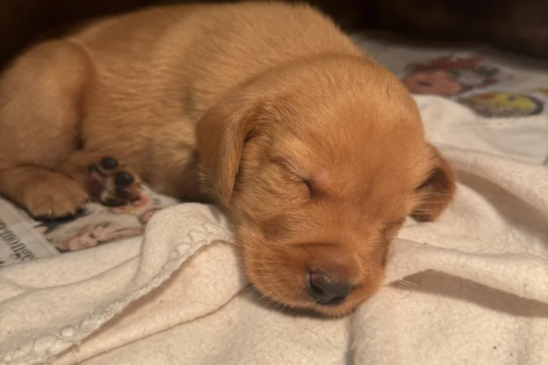 Labrador Retriever