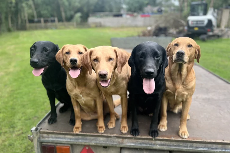 Labrador Retriever