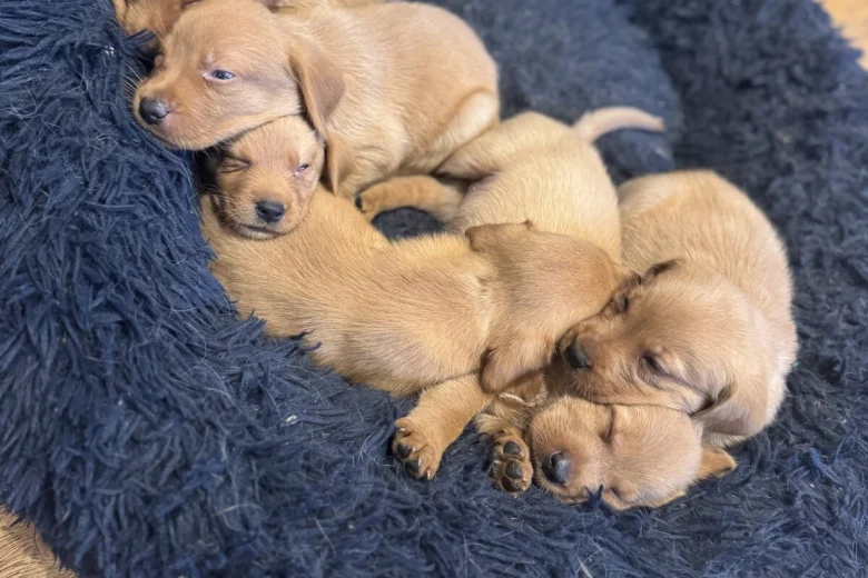 Labrador Retriever