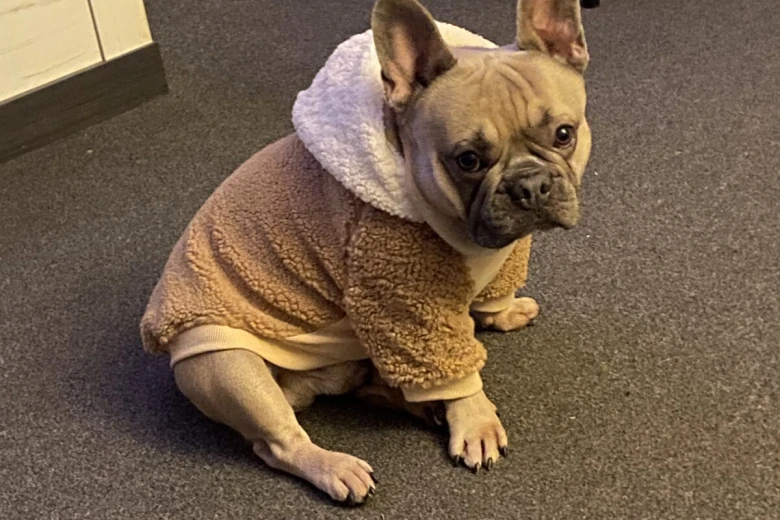 French Bulldog