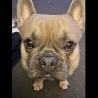 French Bulldog