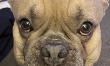 French Bulldog