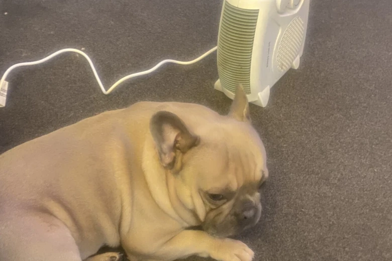 French Bulldog