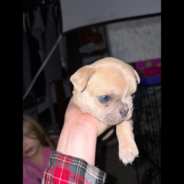 French Bulldog