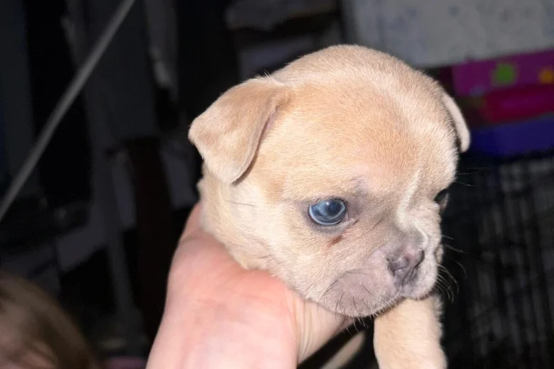 French Bulldog
