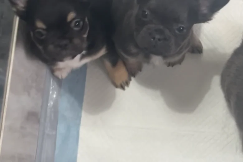 French Bulldog