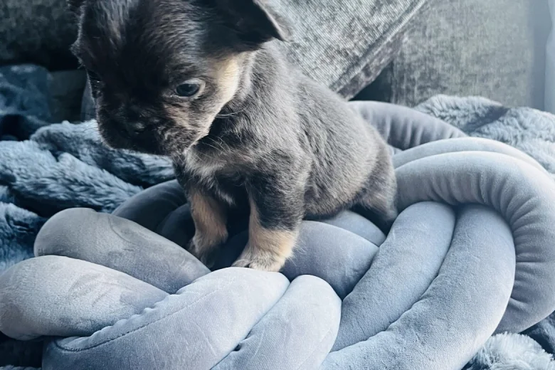 French Bulldog