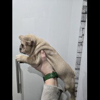 French Bulldog