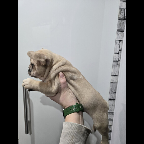 French Bulldog