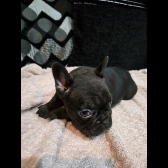 French Bulldog