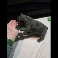 French Bulldog