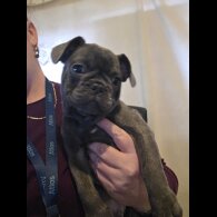 French Bulldog