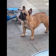French Bulldog
